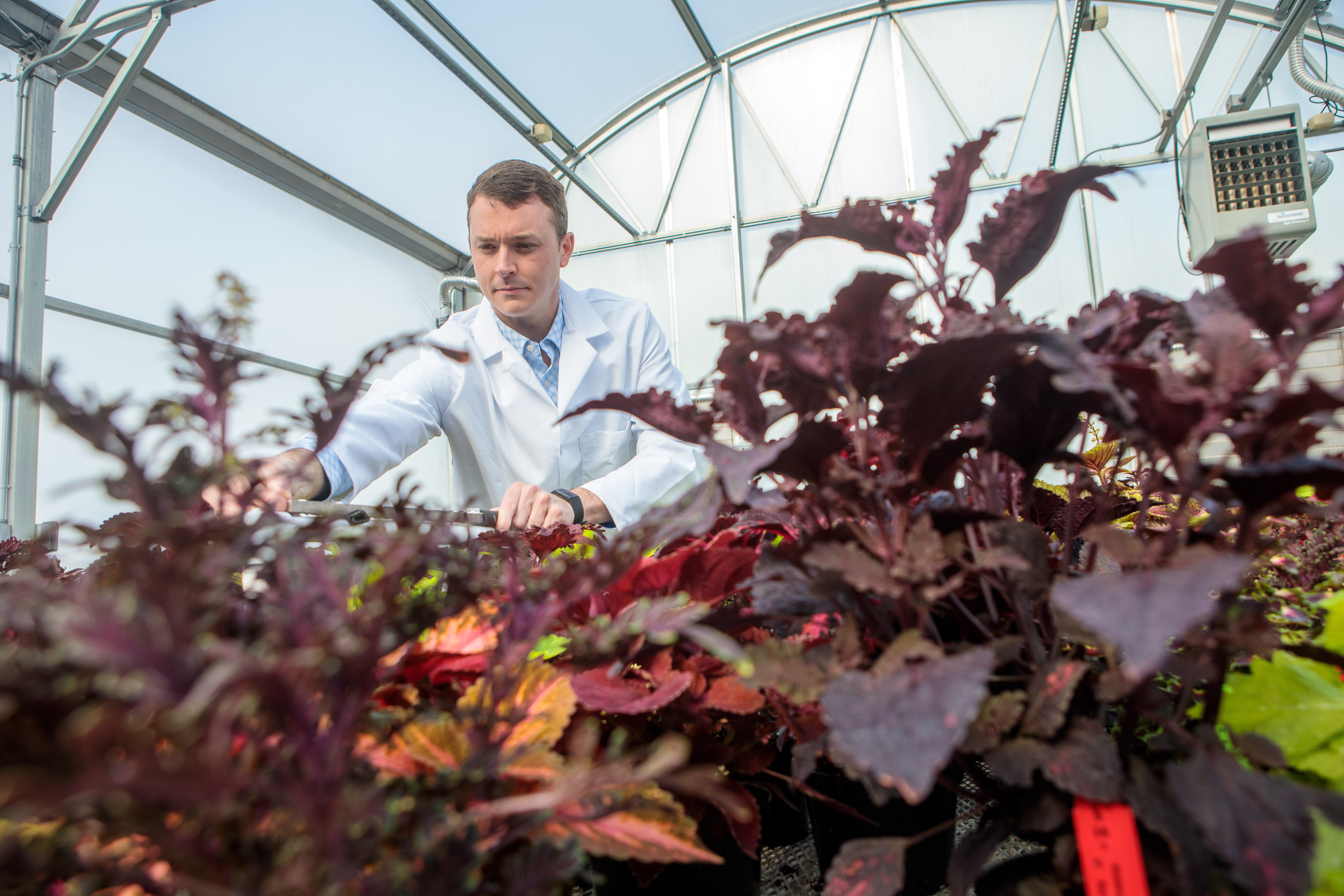 UK assistant horticulture professor Garrett Owen surveys the trial subjects in a coleus cultivar trial is he overseeing. Photo by Matt Barton