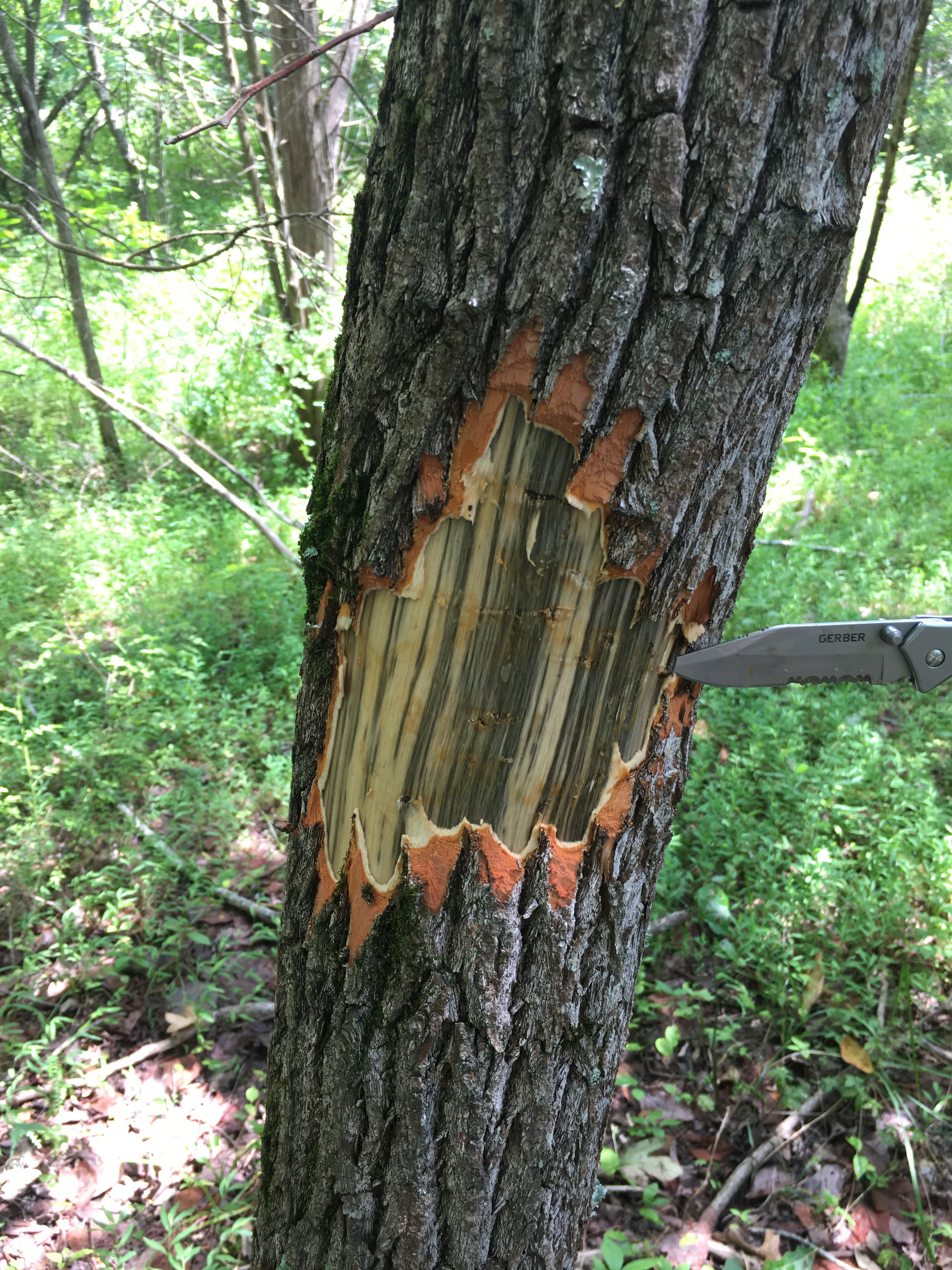 Black streaks under the bark of a sassafras tree are an indication of the presence of laural wilt disease. Photo by Abe Nielsen, Ky. Division of Forestry