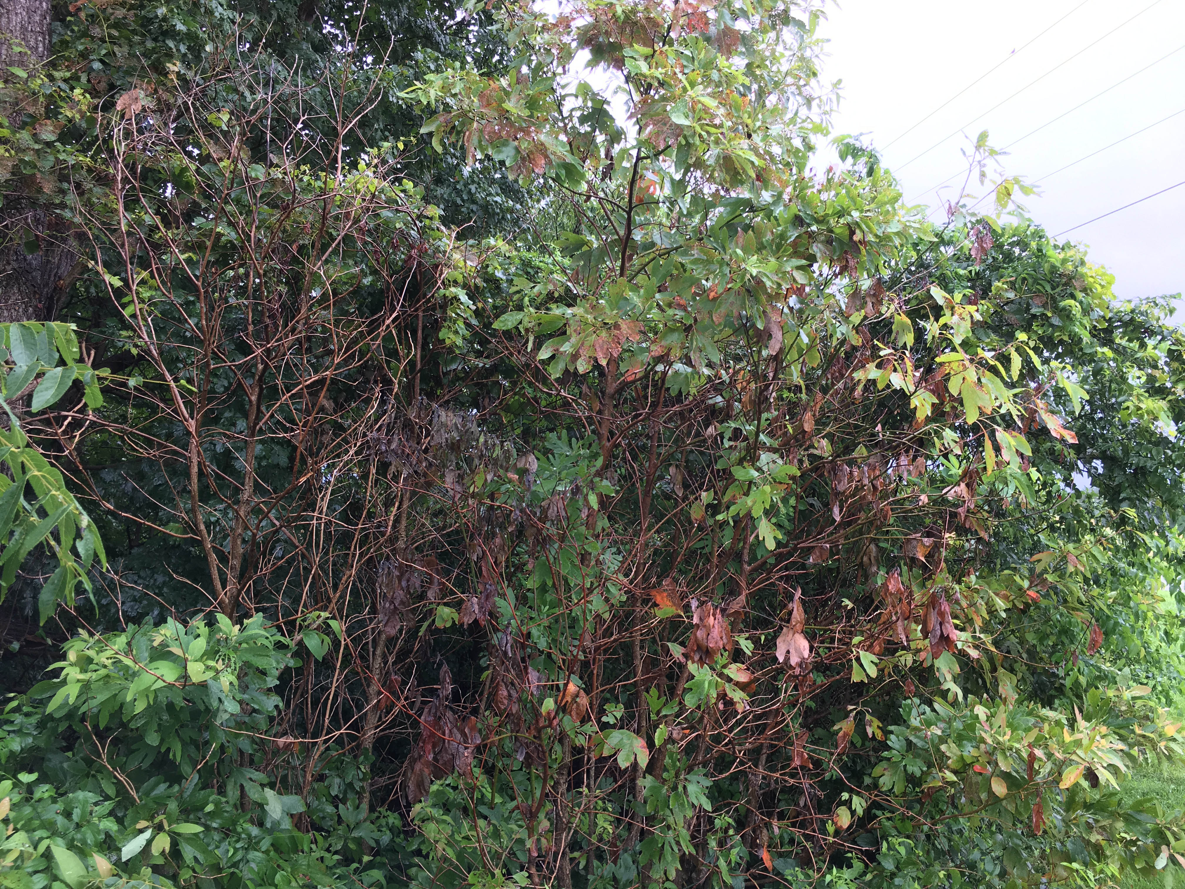 Laurel wilt symptoms include sudden wilting and discoloration of the foliage, followed by rapid leaf death. Photo by Abe Nielsen, Ky. Division of Forestry