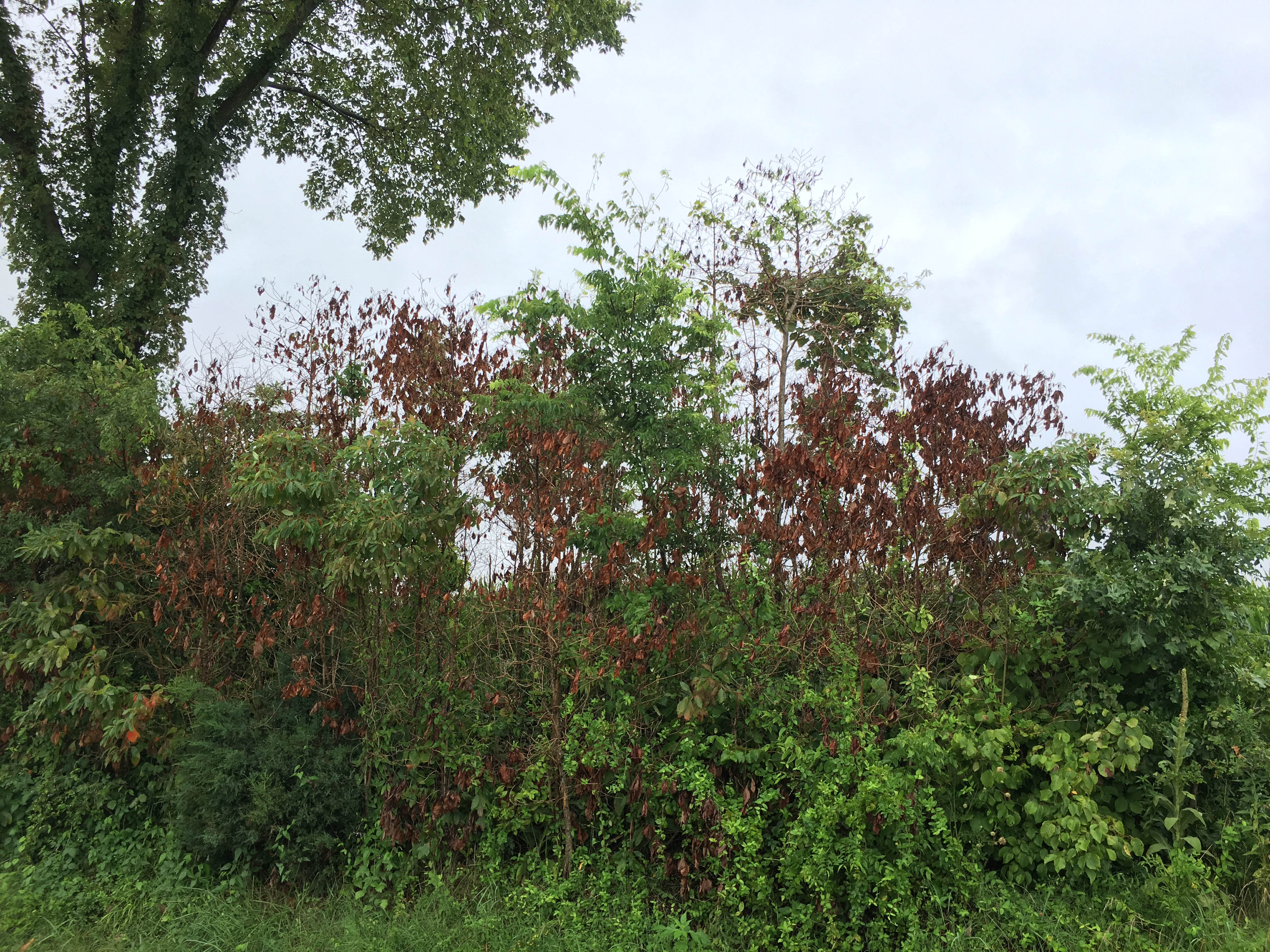 Sassafras showing signs of infection from laurel wilt, an invasive fungal disease. Photo by Abe Nielsen, Ky. Division of Forestry