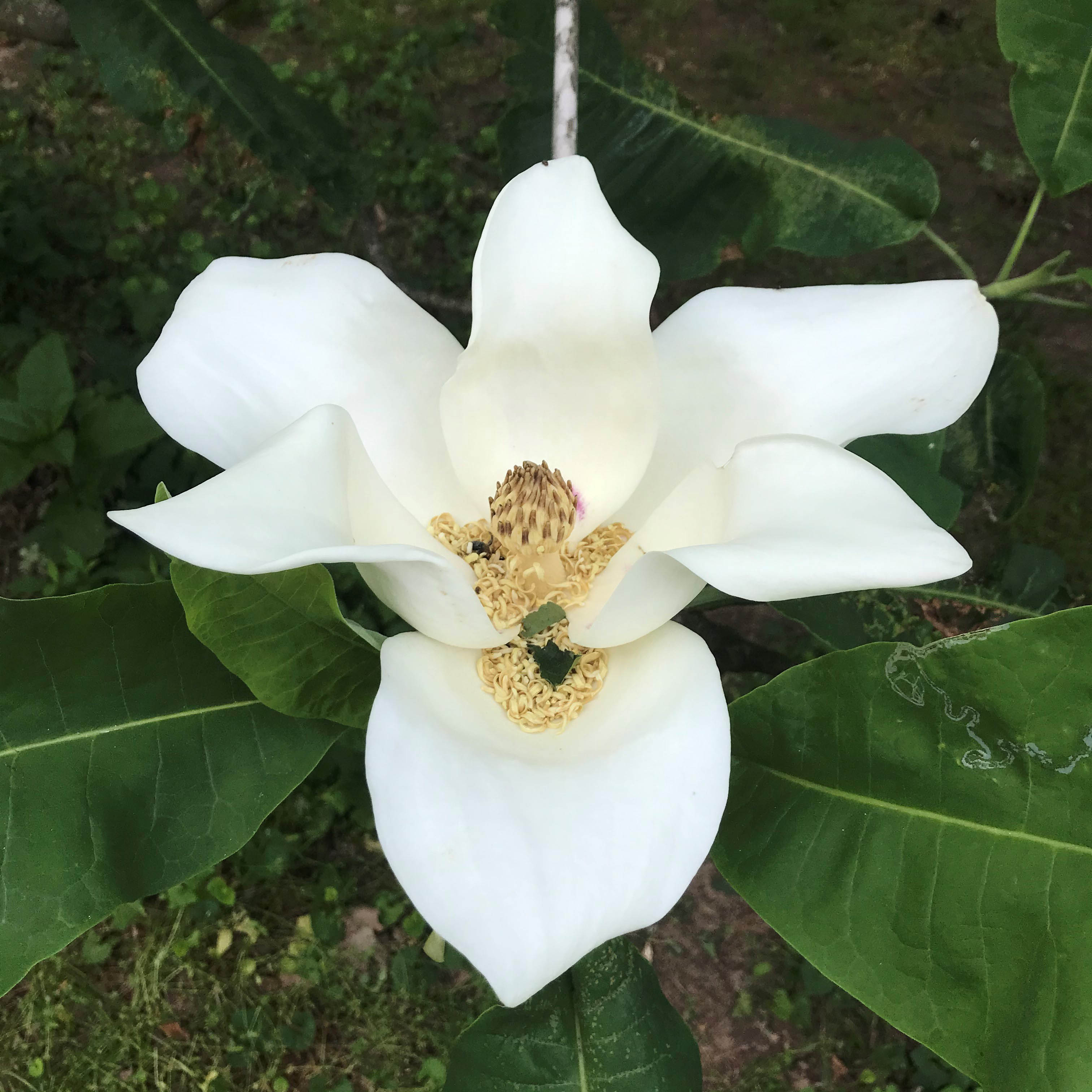 Magnolia macrophylla, one of the trees to be found on the Walk Across Kentucky at The Arboretum. Photo provided by Emily Ellingson
