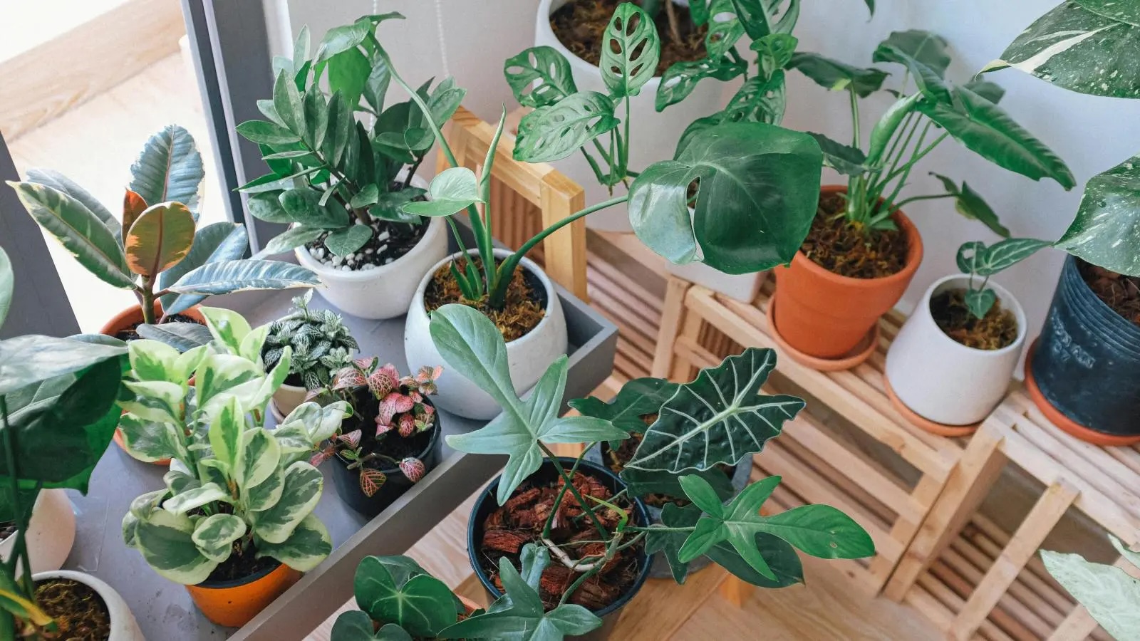 House plants on shelves