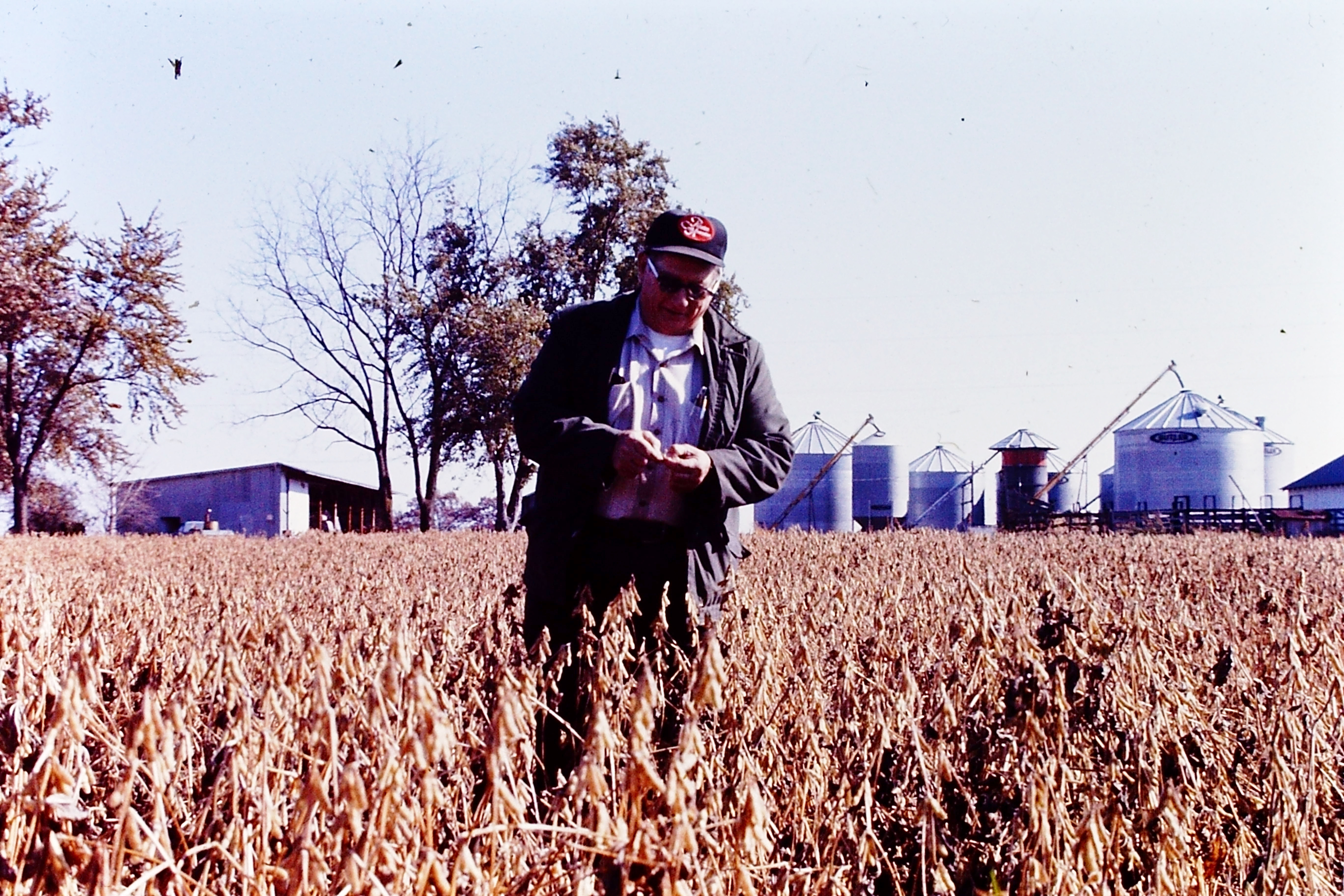Harry Young looks at pods in a soybean field. Photo courtesy of Alexander Young.