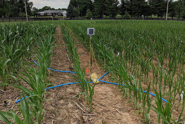 Current no-till research at UK includes this project by Hanna Poffenbarger, UK soil scientist, that measures moisture differences in no-till and conventional-tilled fields. Photo by Hanna Poffenbarger.