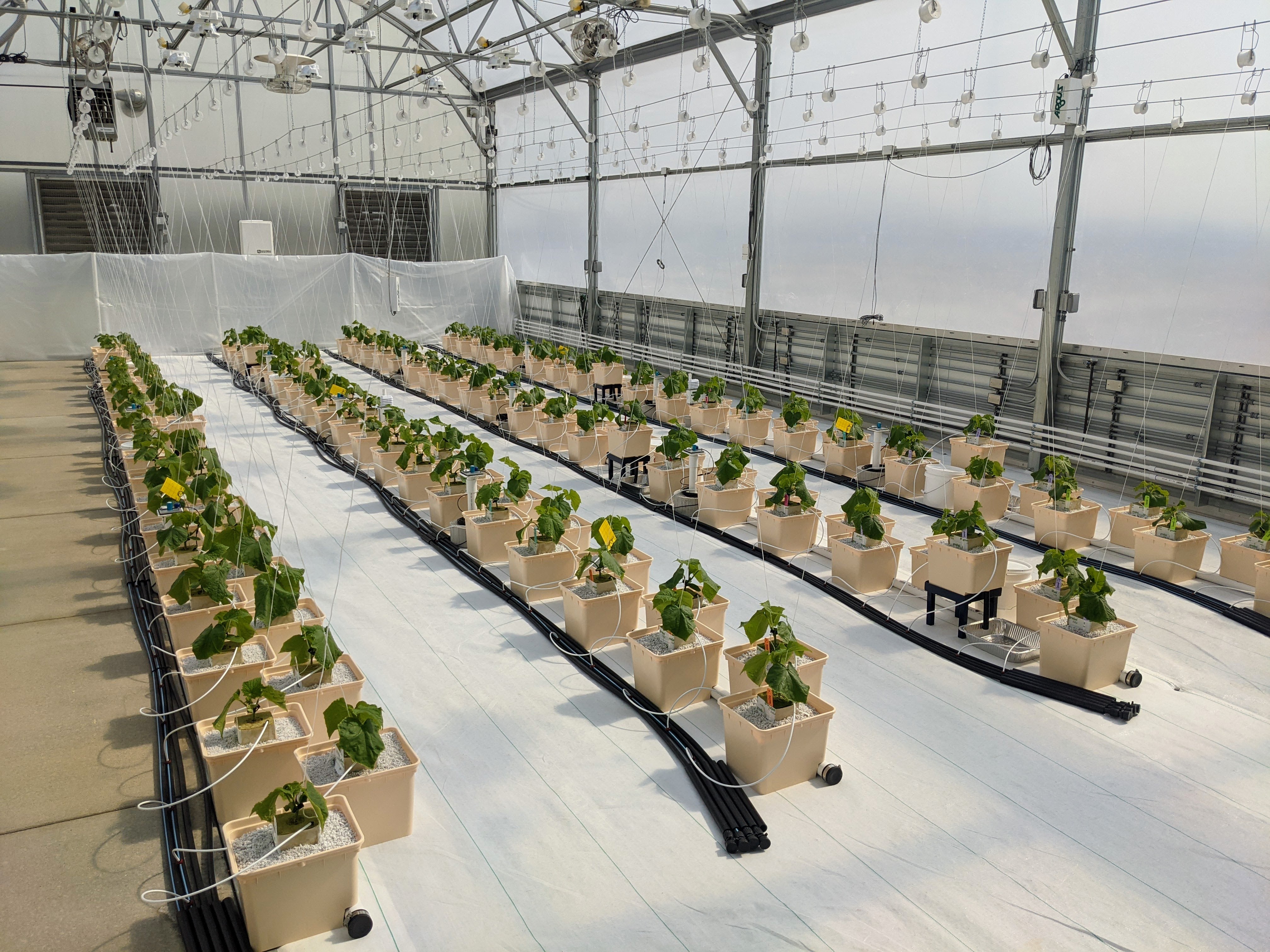 Young cucumber plants are part of a UK study evaluating cucumbers for hydroponic greenhouse production. Photo by Garrett Owen