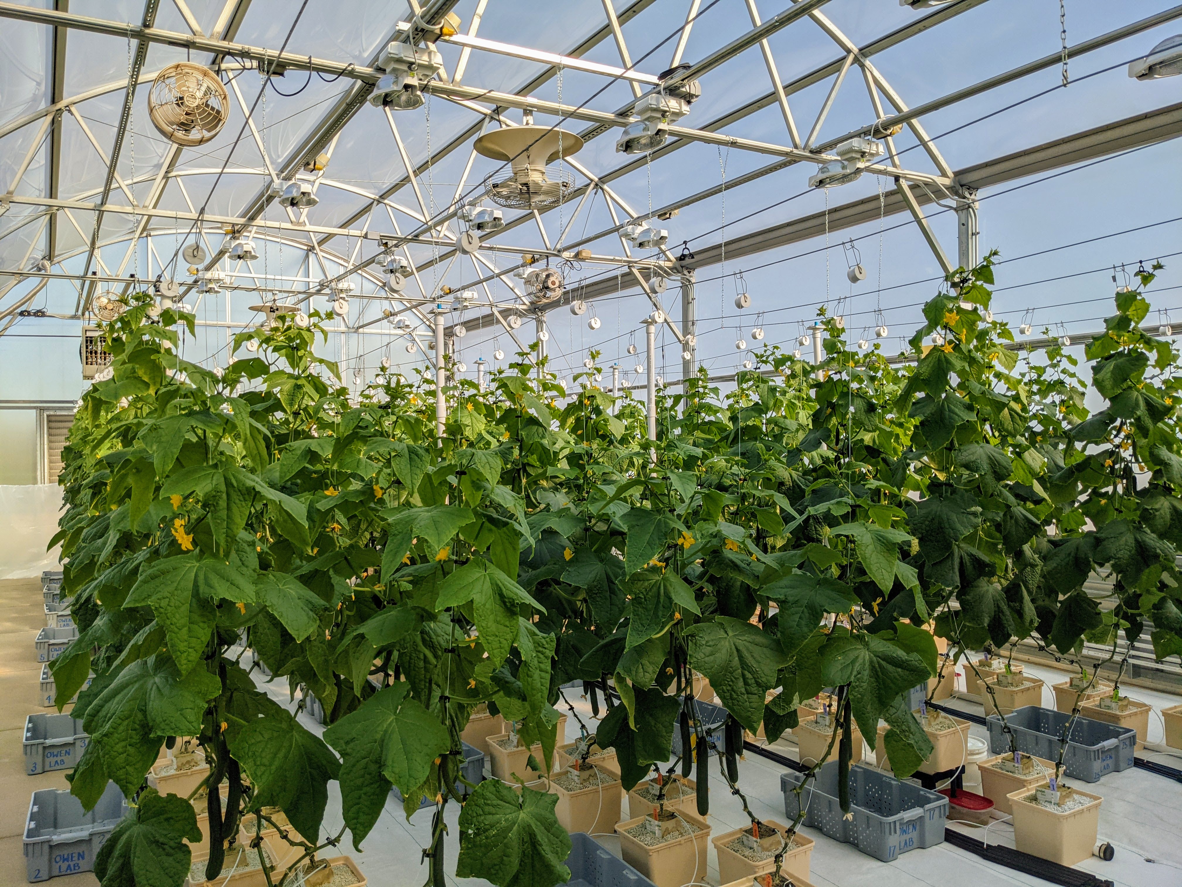 A greenhouse on UK's Horticulture Research Farm in Lexington plays host to a two-year study on cucumber varieties for greenhouse production. Photo by Garrett Owen
