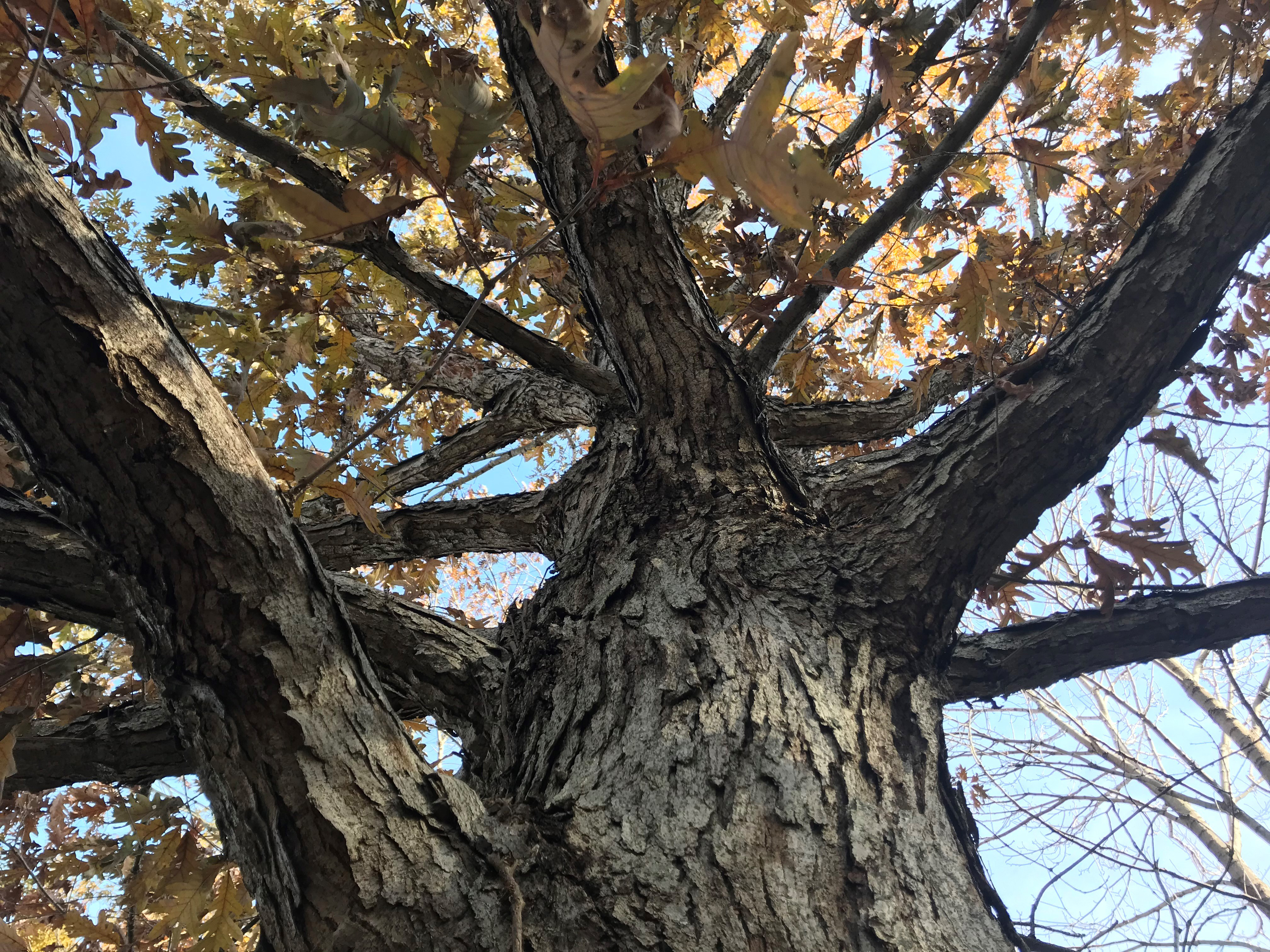 The bark of the Quercus alba, white oak. The tree can be found on the Walk Across Kentucky at The Arboretum. Photo provided by Emily Ellingson