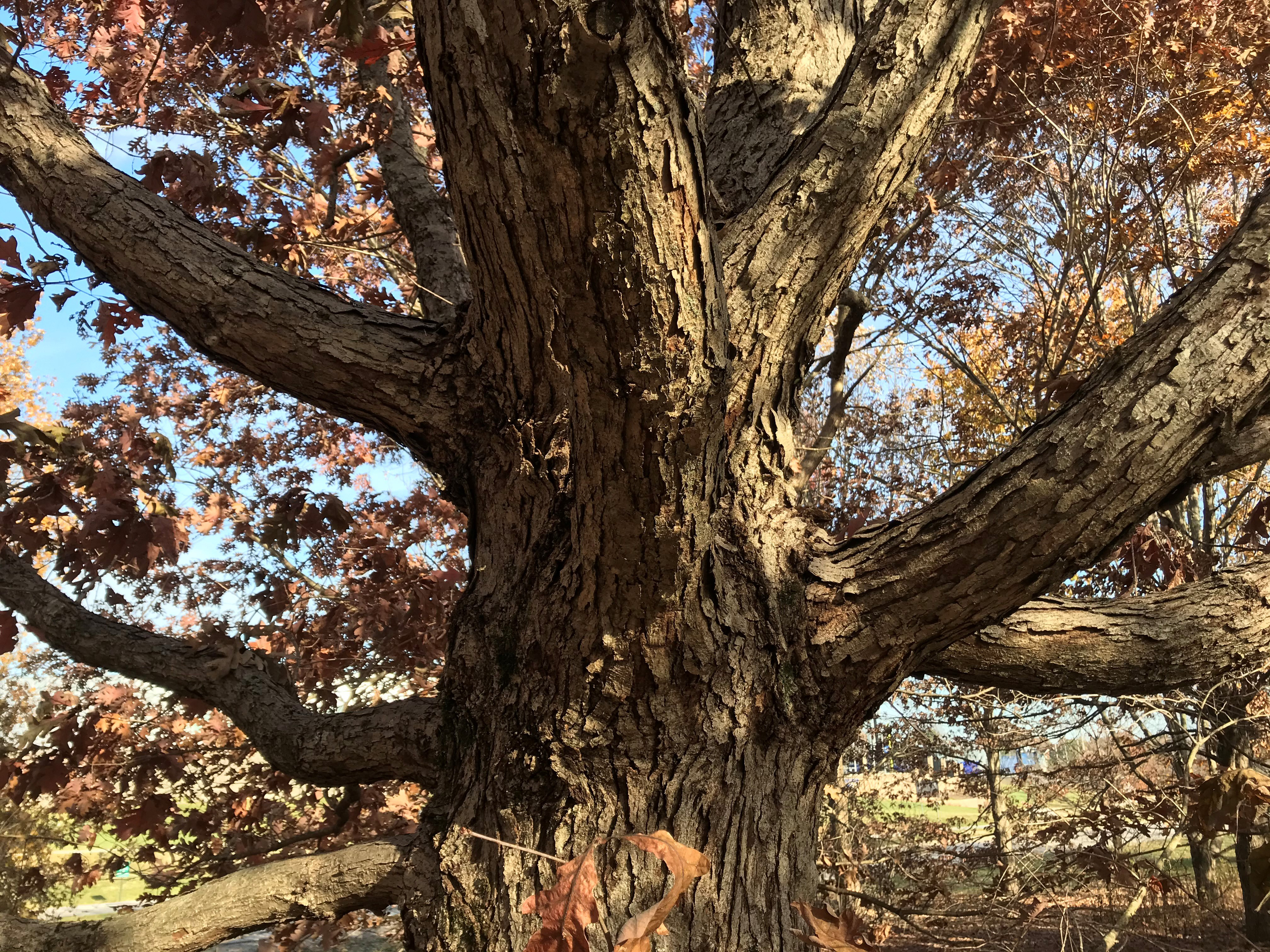 Showing the bark of Quercus bicolor, or the swamp white oak. The tree can be found on the Walk Across Kentucky at The Arboretum. Photo provided by Emily Ellingson