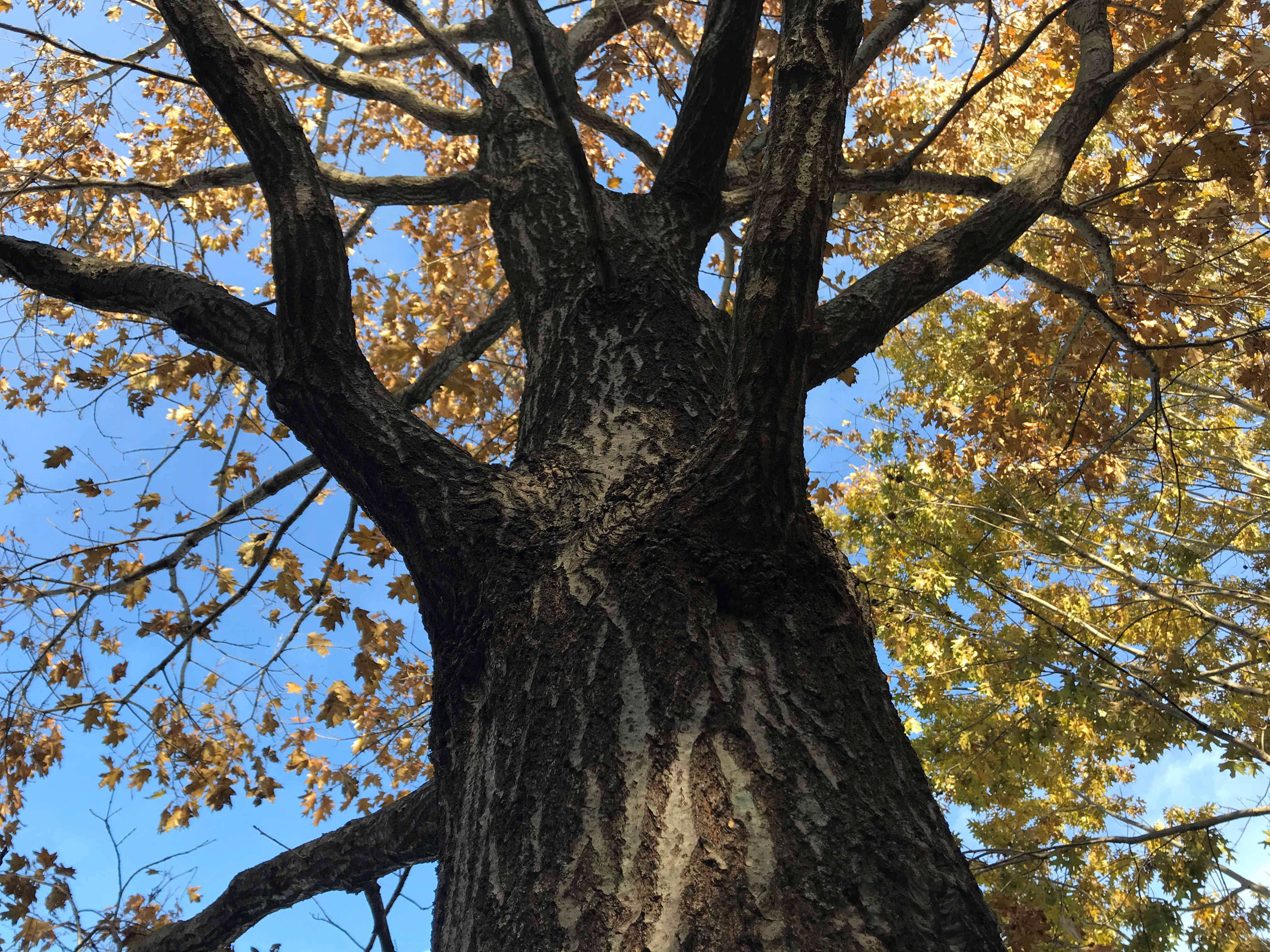 Showing the bark of Quercus rubra, the northern red oak. The tree can be found on the Walk Across Kentucky at The Arboretum. Photo provided by Emily Ellingson