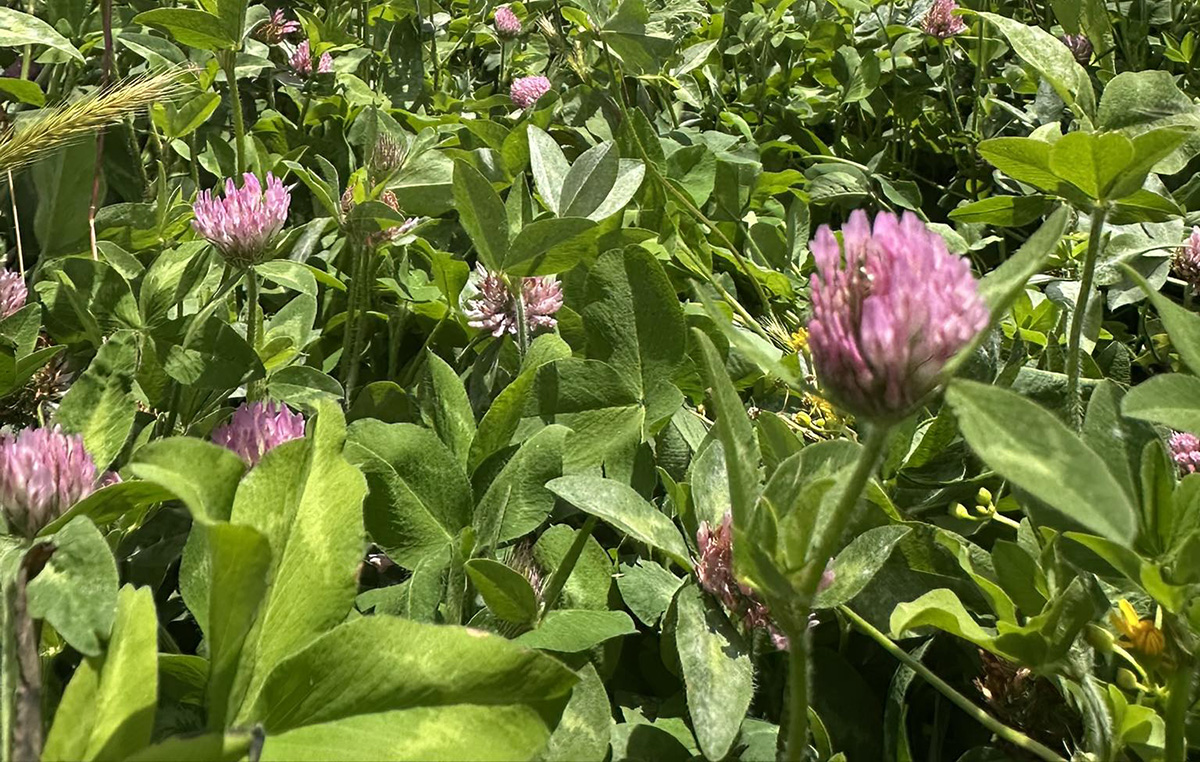 Kenland Red Clover, University of Kentucky