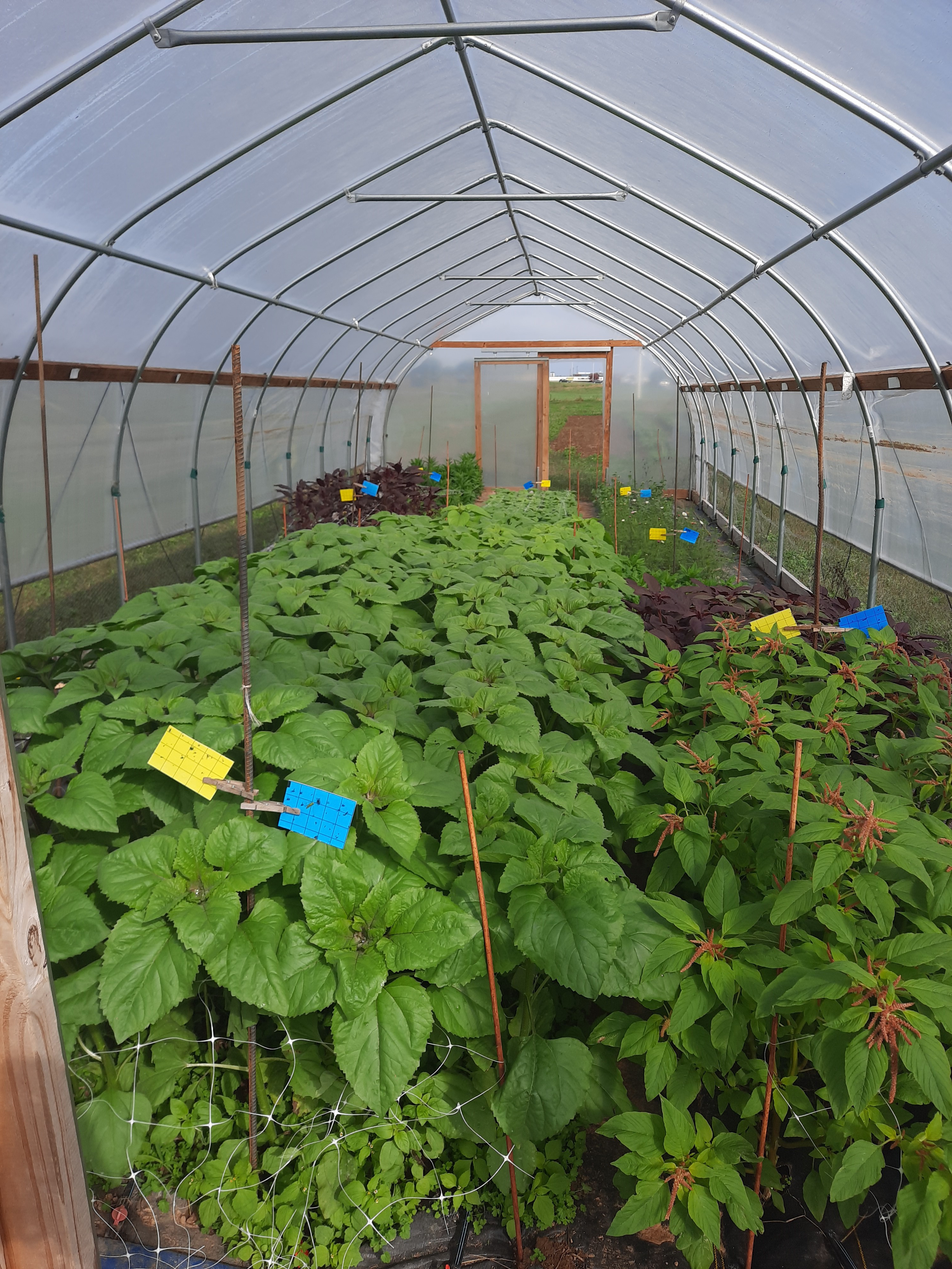 Sunflowers, zinnias, strawflowers, cosmos and two varieties of amaranth growing in a high tunnel are part of Rachel Rudolph's study on the Guinn farm in Boyle County. Photo by Rachel Rudolph