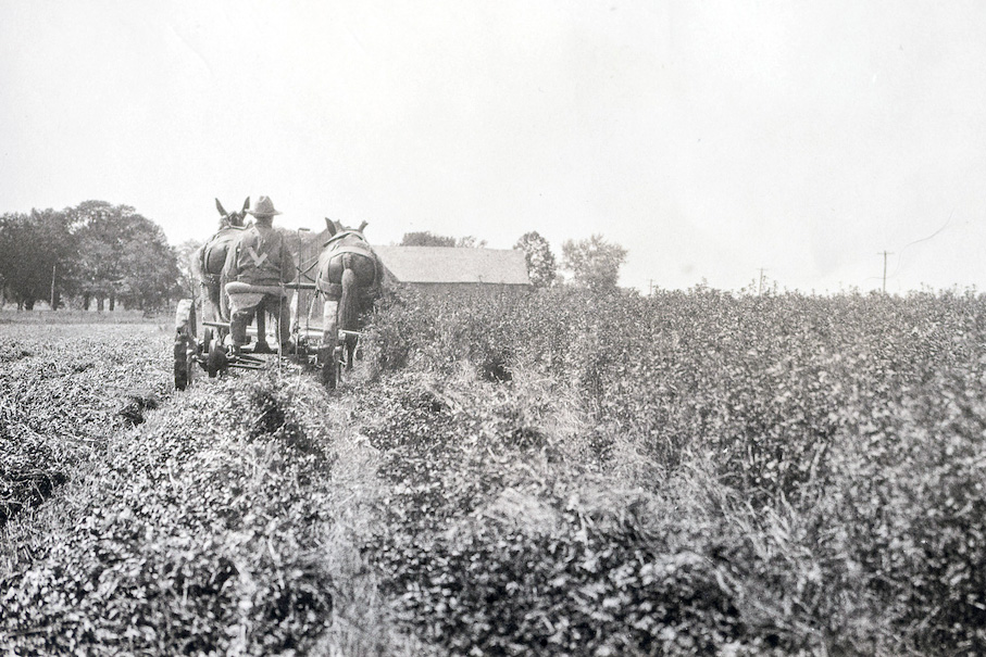 Mowing sweet clover in 1927. UKREC in Princeton, Kentucky.