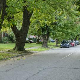 A Lexington, Kentucky, tree-lined street
