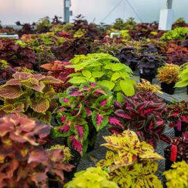 Some of the 111 cultivars being evaluated by scientists at the University of Kentucky.  Photo by Matt Barton