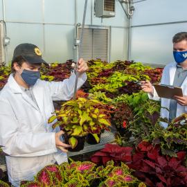 Ty Rich (l) and Paul Cockson collect data in a coleus cultivar trial that Rich is leading. Photo by Matt Barton