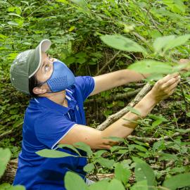 Ellen Crocker searches for spicebush caterpillars as part of a study on the impact of laurel wilt disease on biodiversity and the ecosystem. Photo by Carol Lea Spence