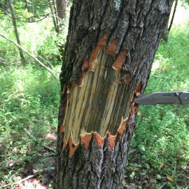 Black streaks under the bark of a sassafras tree are an indication of the presence of laural wilt disease. Photo by Abe Nielsen, Ky. Division of Forestry