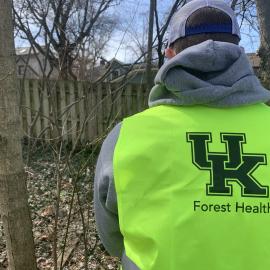 A UK student helps eradicate invasive species from The Arboretum Woods. Photo by Ellen Crocker