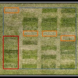 Drone shot taken in April, showing test plot with treated areas and untreated control areas. Controls are noted in orange. Photo by Jimmy Henning