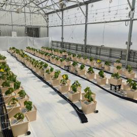 Young cucumber plants are part of a UK study evaluating cucumbers for hydroponic greenhouse production. Photo by Garrett Owen