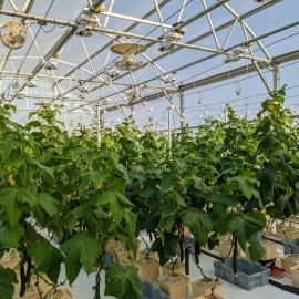 A greenhouse on UK's Horticulture Research Farm in Lexington plays host to a two-year study on cucumber varieties for greenhouse production. Photo by Garrett Owen