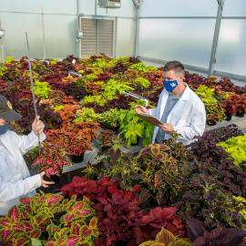 Project lead Ty Rich (left) and Paul Cockson record data in a coleus cultivar trial at the UK Horticultural Research Farm. Photo by Matt Barton