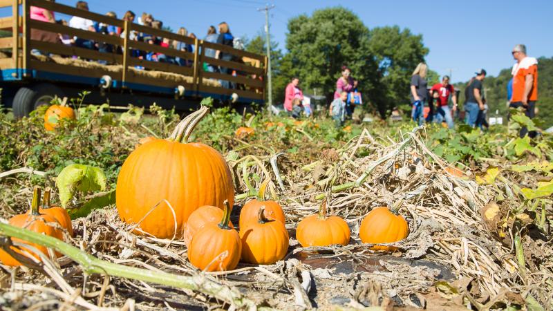 Preschool students gathered pumpkins during Pumpkin Days at the Robinson Center for Appalachian Resource Sustainability.