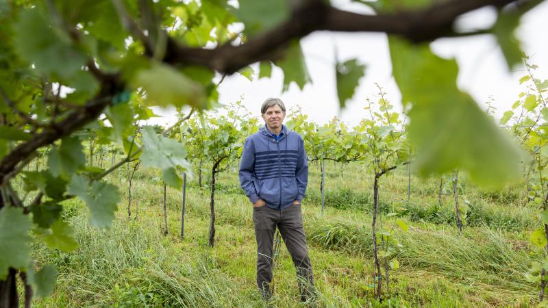View from between green vines of Jeff Wheeler at UK Winery