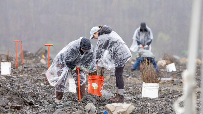 Two people wearing rain ponchos use orange rods to dig a hole to place a new tree in.