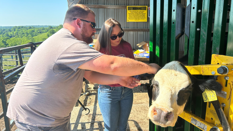 A man and a woman examine a cow.