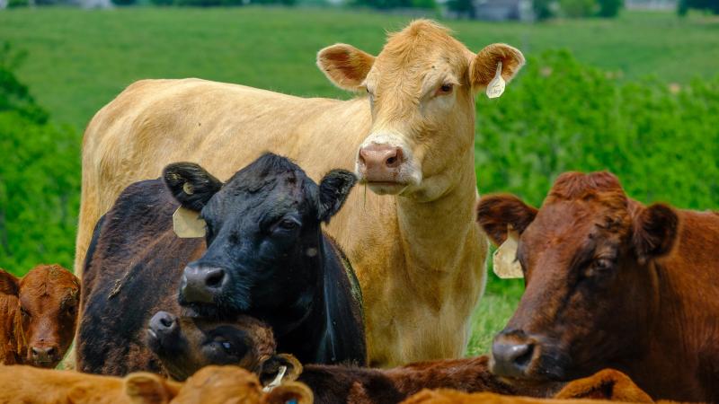 cattle grazing