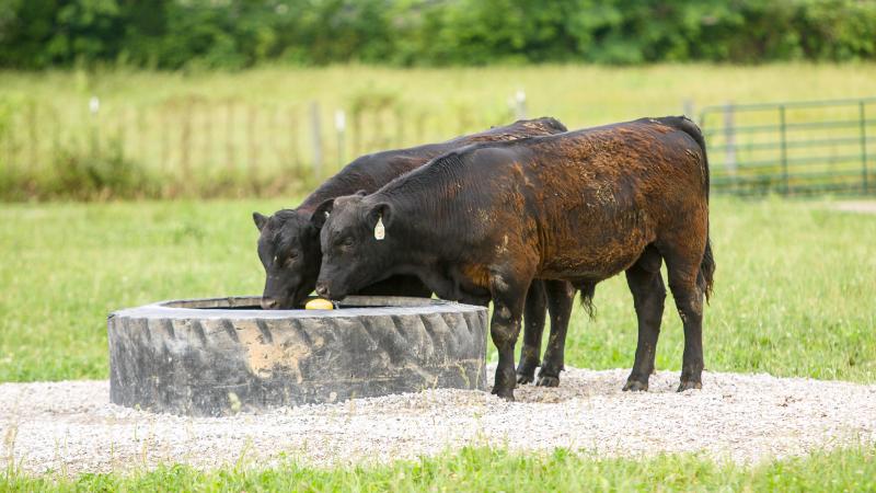 cattle drinking from a watering station