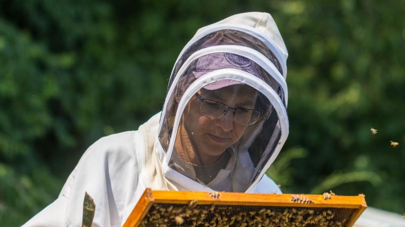 Dr. Clare Rittschof, University of Kentucky Associate Professor Entomology. Photo by Martin-Gatton CAFE.