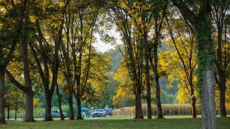 The woods at the Robinson Center Field Day event in Jackson Kentucky. Photo by Matt Barton.