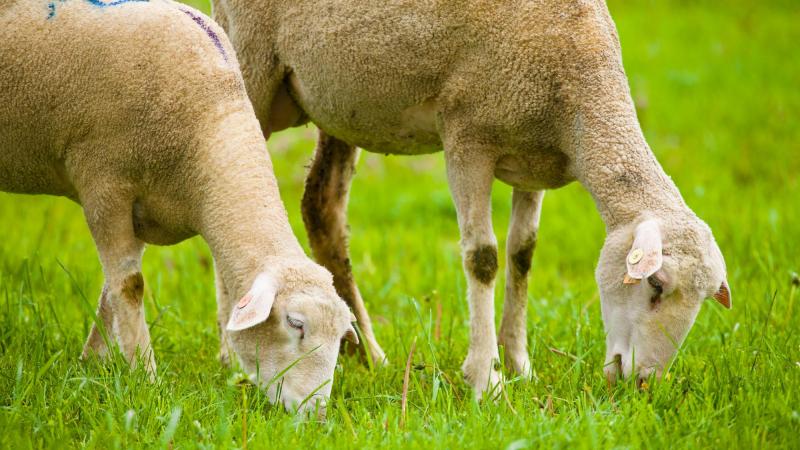 grazing sheep, pasture