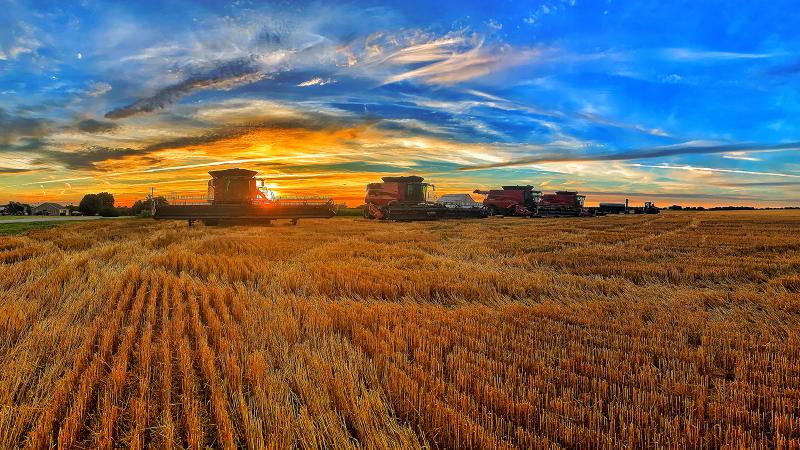 Wheat field at sunrise after harvest in Kentucky. Several red combines are in the photo. H&R AgriPower.