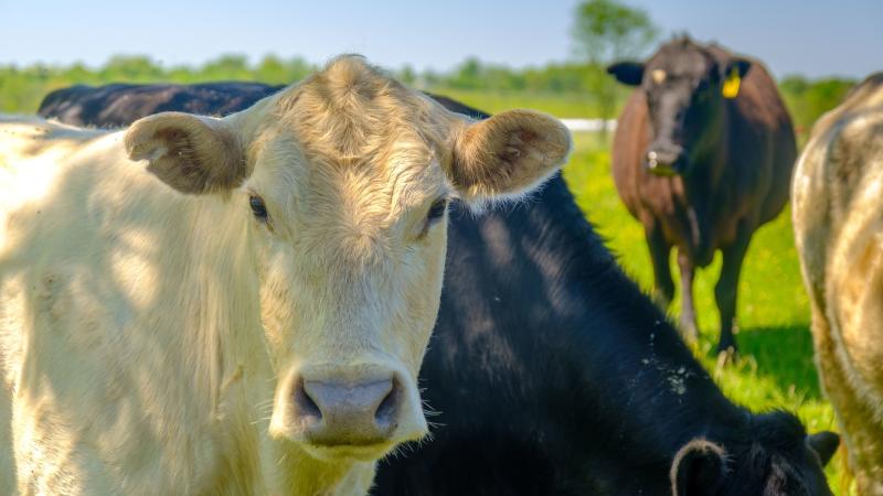 cattle