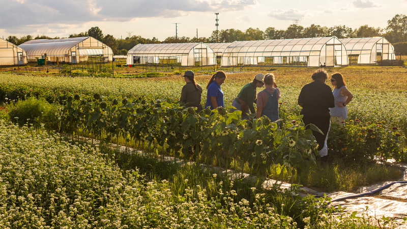 Several farmers standing in a field of crops talking to each other with greenhouses in the background.