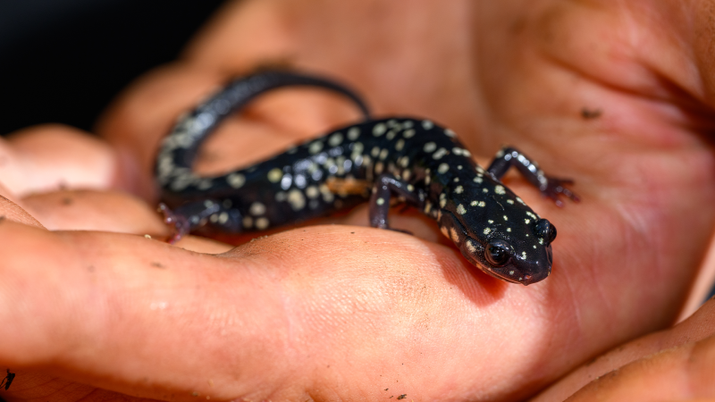 A hand holds a small black salamander with white spots. 