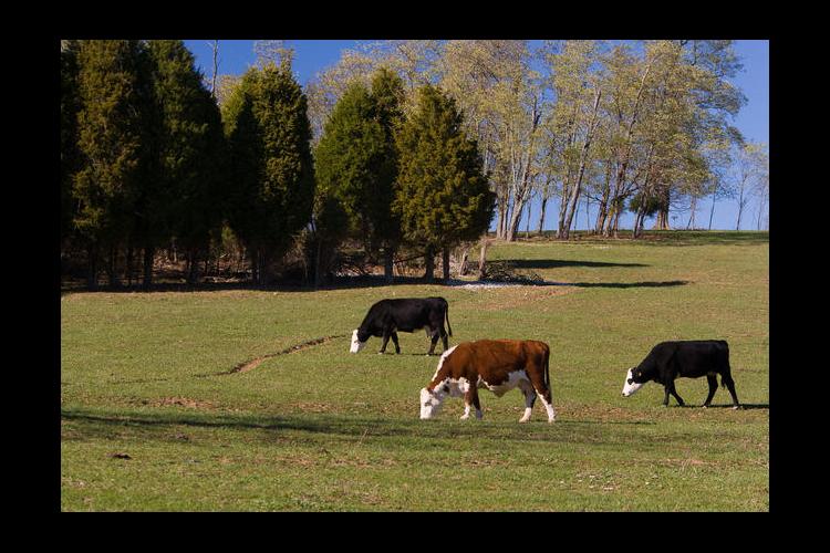 Cattle graze on a farm in Bourbon County.