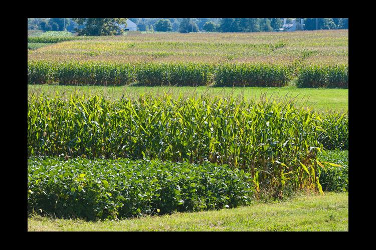 Corn, Soybean and Tobacco Field