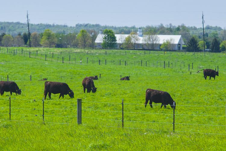 Sound fences are vital to any livestock operation.