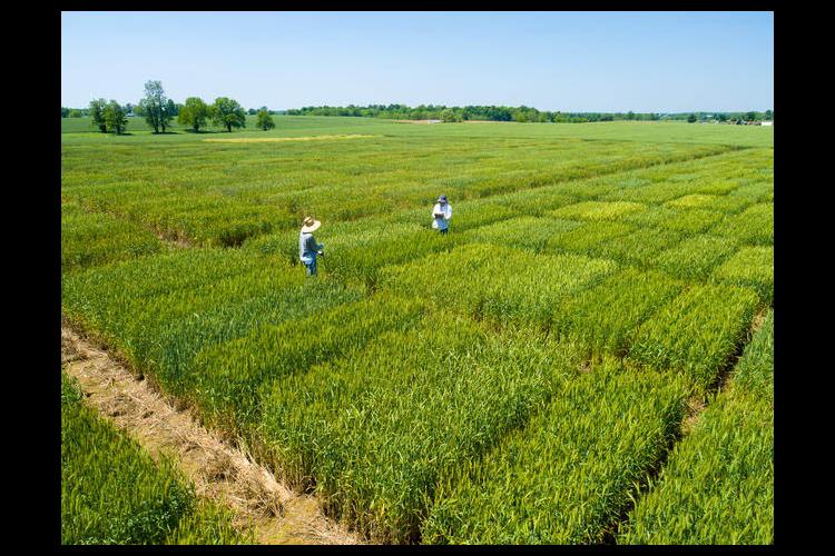 Aerial photo of the 2016 wheat research plots of David Van Sanford of UK Plant & Soil Science. 