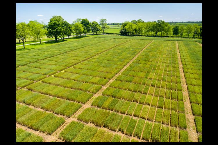 Aerial photo of the 2016 UK wheat research plots 