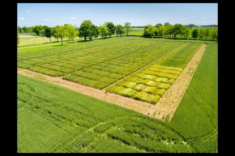2016 UK wheat variety trials 