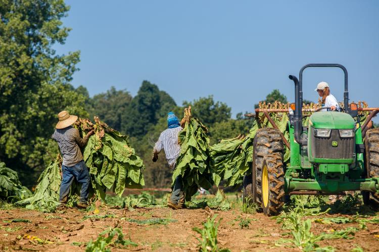 Los trabajadores H-2A son vitales para muchos productores agrícolas, incluidos los que cultivan tabaco. Foto por Matt Barton, UK agricultural communications.