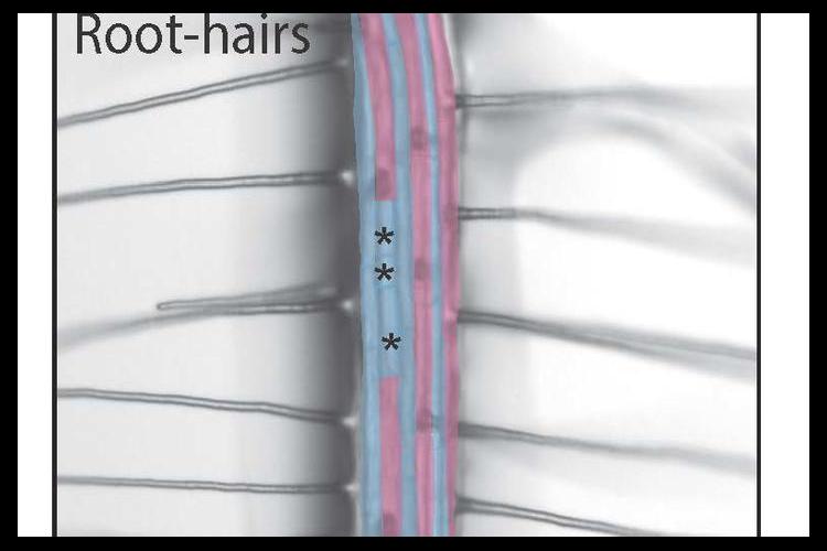 This image shows how the root hairs expand the surface area of a main root in plants. 