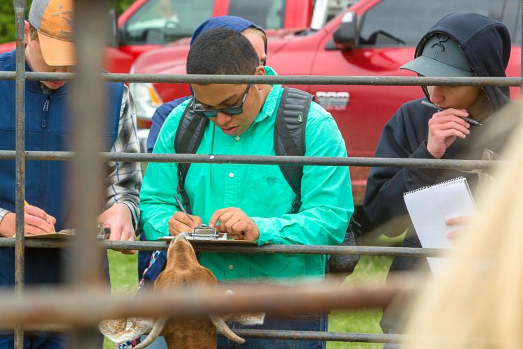 High school students competed in Livestock Evaluation at the 2018 UK Field Day.