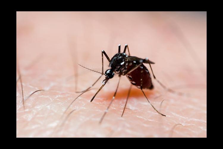 Humans contract West Nile Virus from mosquito bites 