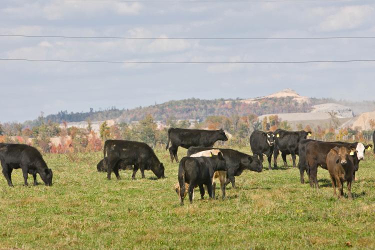 Cattle graze on reclaimed mine land in Perry County.